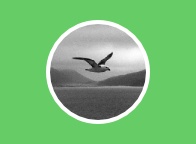 Soins énergétiques aux personnes, aux animaux et aux lieux - Grégory GRISEL